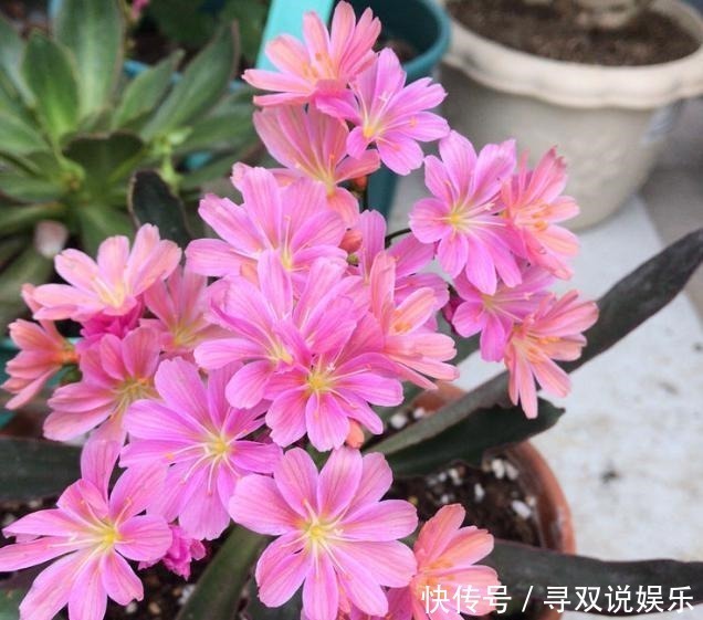妩媚|新手养护花卉,不如养盆花中精品,妩媚动人,观赏性高的花卉!