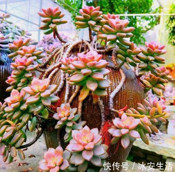 家里的破瓦罐破坛子,丢了真可惜,用来养多肉别有一番韵味