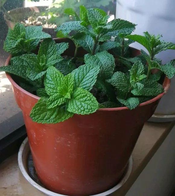 长势超快的9种花,5天爆盆,7天开花,超有成就感!