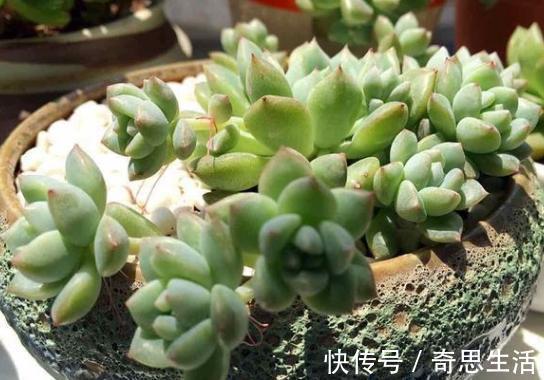 盆栽多肉植物，叶片不够圆润怎么办新手当多关注5个细节处理