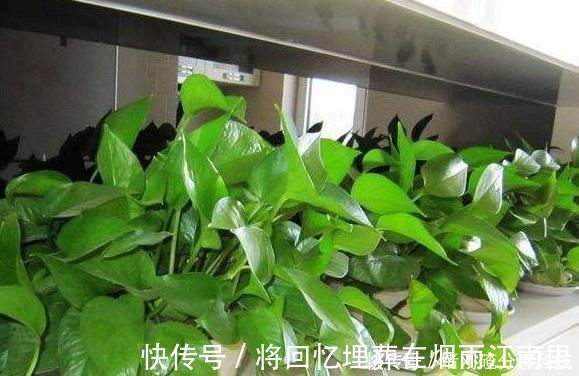 绿油油|家里油烟机的废油别再丢了,用它养绿萝,叶片长得又多又亮