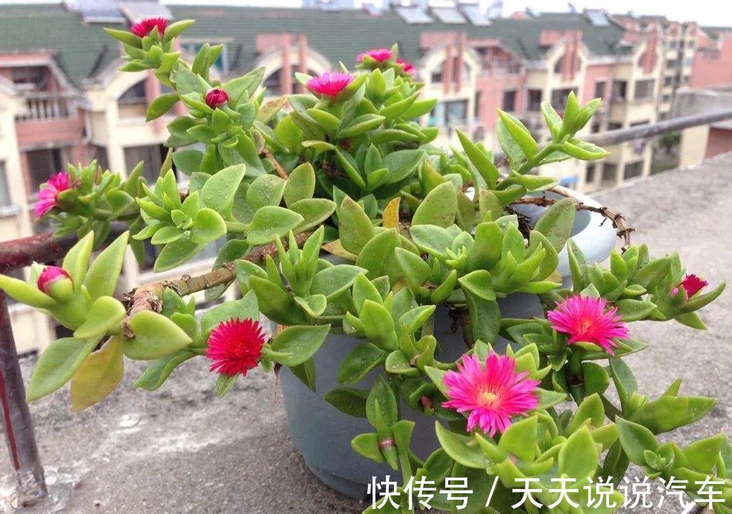 曝光花贩子的骗人手段，难怪养不活，都被他们忽悠了，快点醒悟吧