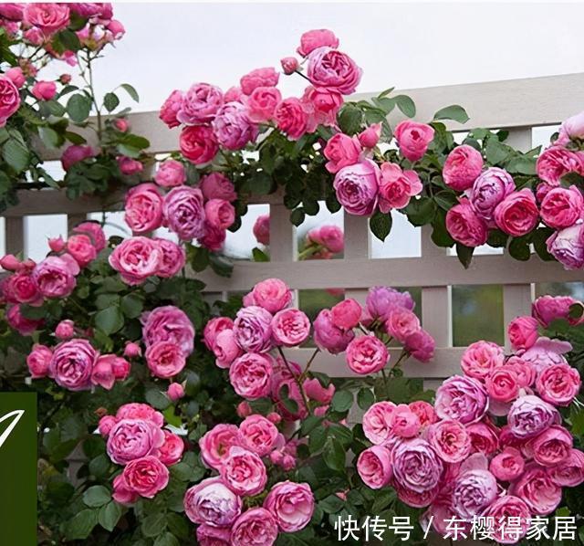 藤月|“藤本月季”哪个品种好?此8种漂亮好养,一年四季开花不停