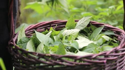 你那有人吃這種野菜嗎？學名龍葵草，土話叫白花菜，你那叫啥？