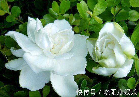 农历10月1号起，最适合养这些花，漂亮又好闻，耐晒又耐热