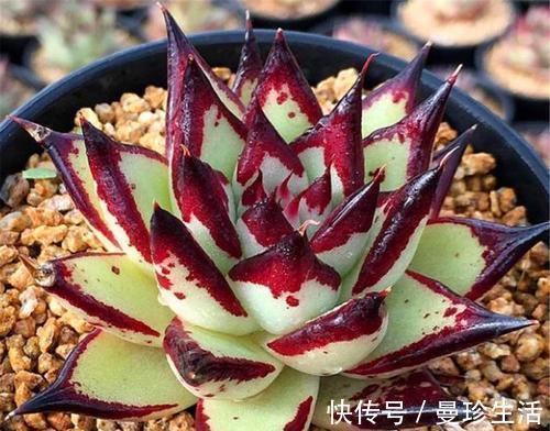 多肉乌木难上色？教你这样养，叶片饱满挺拔霸气侧漏