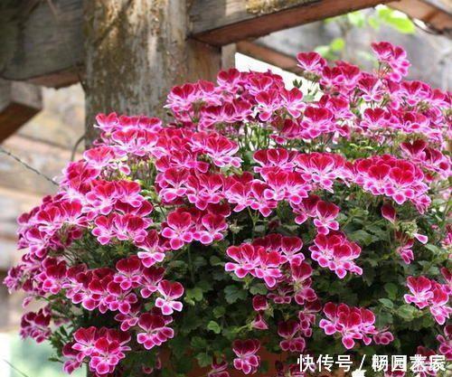 什么羊粪、有机肥都不如1种小粉末,养花喂一勺,开花量翻倍!