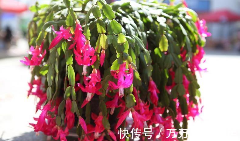 养殖|养蟹爪兰需要“酸水”，适当用这3样，不用愁植株到了花期不开