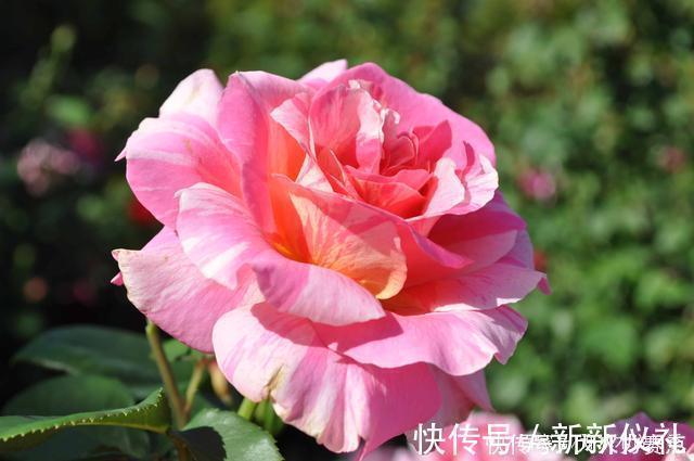 花型|25款勤花又好养的月季品种推荐。新手一定要来一颗,盆栽地栽都行