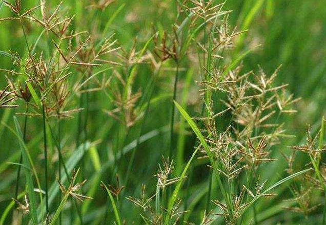 止痛|别当杂草除掉了!如今是珍贵野生草药,对女性用处极大!