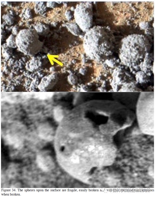 非生物 火星上存在真菌吗？