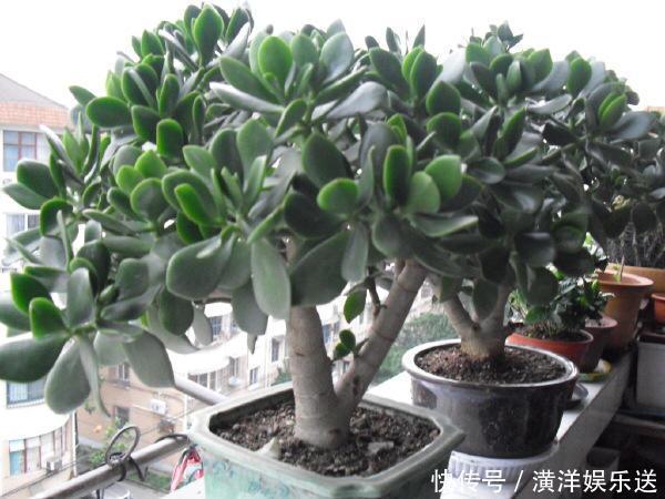 枝干|玉树四季常青,养护得当根茎木质化,养出价值高“老桩”