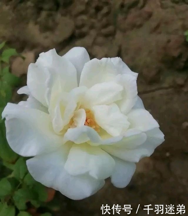 关键|婆婆养月季只选一种，好养抗性强，关键“爱”开花，比养欧月实在