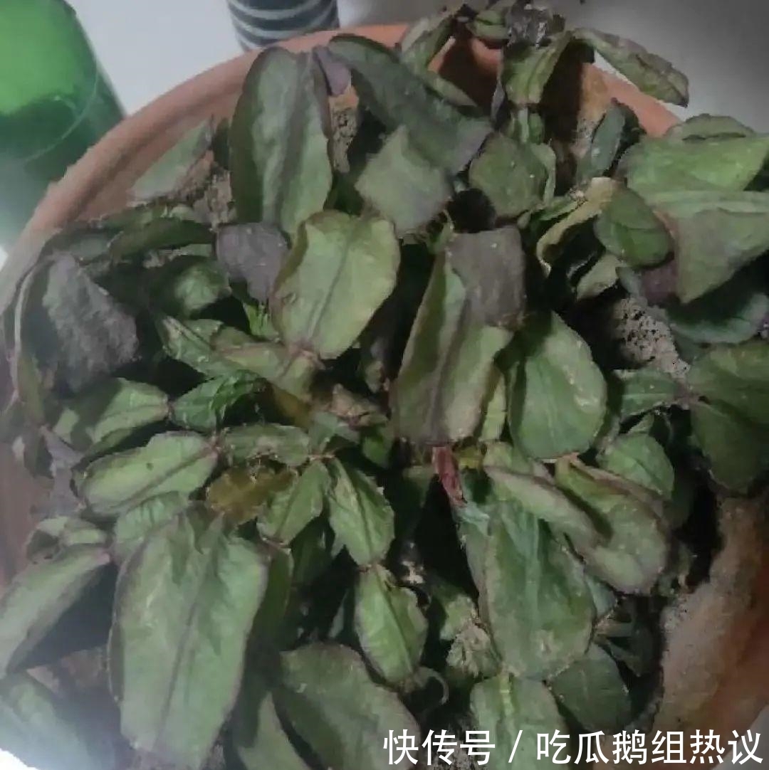 种花|9种花,夏天休眠了,一定少浇水,否则越浇越死