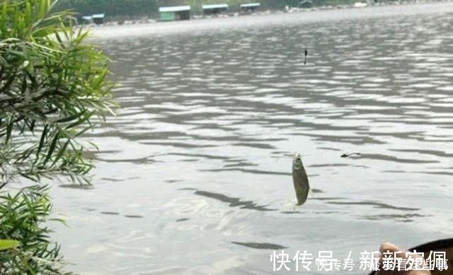 蛆虫|钓白条鱼真是累人,用我分享的方法,只要你下钩,它就在那等你