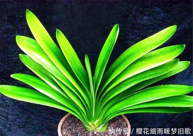 春天养君子兰,做好“2个多”,叶片整齐,肥厚油绿,来年开爆盆