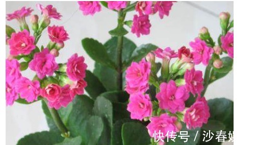 长寿花|长寿花冒出花苞后，只需一个简单的小步骤，花苞就能蹭蹭往外冒