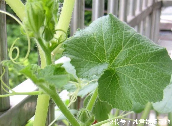 夏天|夏天多吃以下4种野菜,能清热解毒,消肿利尿,早知早受益