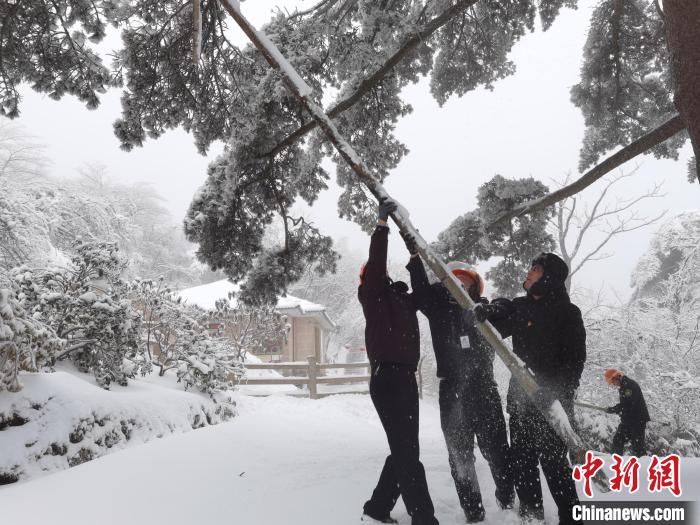 名木|安徽黄山风景区平均积雪深度11厘米