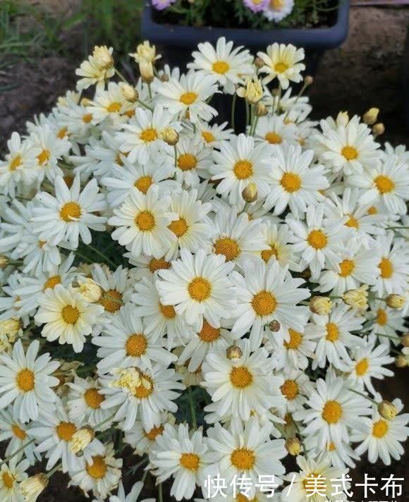 这7种花,夏季养它们,放在露台上,花开一整夏,花量超大