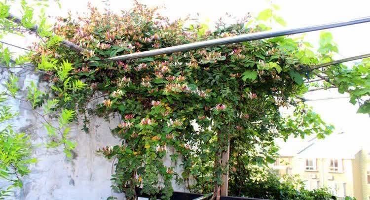 在庭院里,种几棵攀缘植物,有点阳光就开花,一片花海