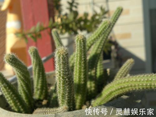 关键点|白檀仙人掌一折腾,呼呼爆崽,盆都快放不下!