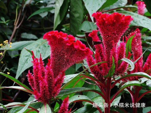 白带|十个女性九个有妇科病,常用此花泡水喝,缓解痛经,治疗白带异常