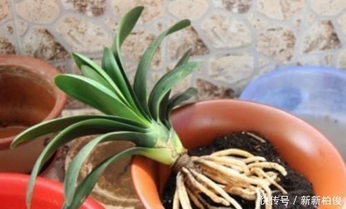 家里过期的小药片,用来养花,叶比巴掌大,花开满枝头!