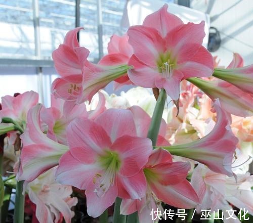 喜欢养花爆盆,就养盆它吧,一盆开花50朵,阳台轻松变花园