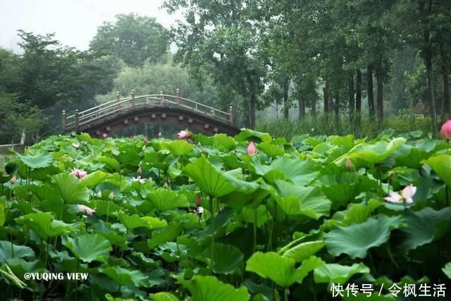 后滩|“荷花仙子”拍了拍你，想和你来场浪漫的夏日约会~