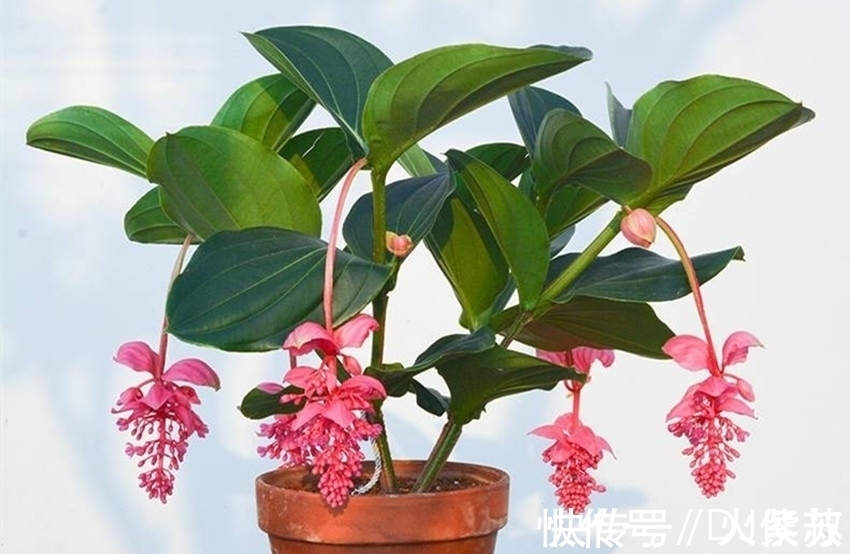 散光|五种花耐阴性很好,天气凉爽也别暴晒,不然容易出问题