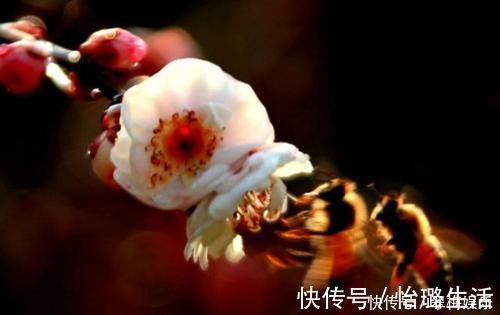 陆游|最唯美的一首词,800多年来无人能出其右,成为宋词压卷之作