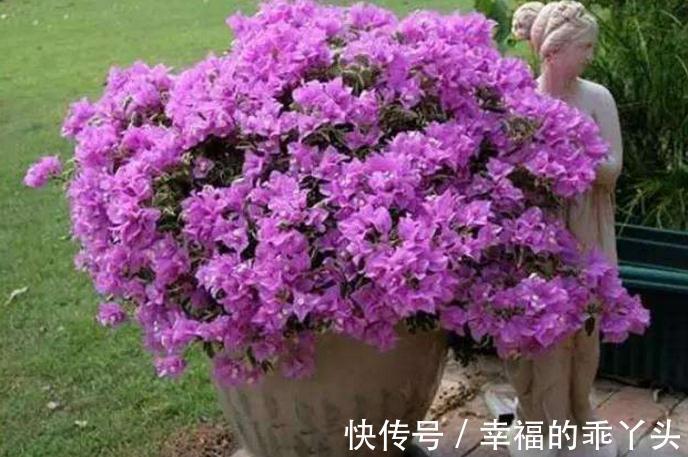 三角梅盆景造型设计注意几点，简单实用了解一下吧