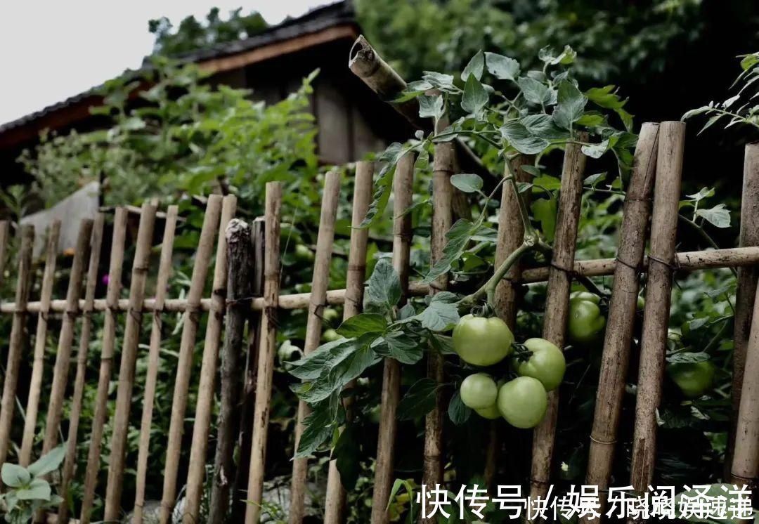 在乡下改造一个小院,种菜养花天天都是乡村田园梦,生活如此惬意