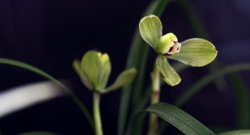 兰花|种植兰花是否需要施肥？想要种好兰花，这些点你要知道