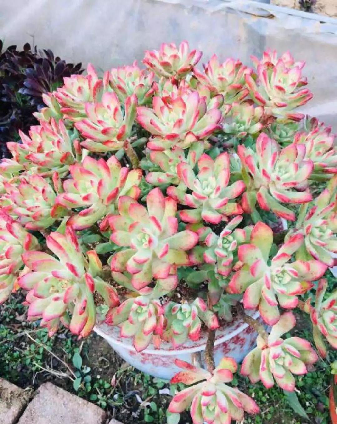 多肉盆栽:懒人必养的几种多肉,1盆轻松变10盆,越养越上瘾