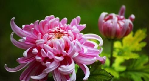 补充|想长寿全靠吃,3种食物不可少,补充营养,提高免疫力!