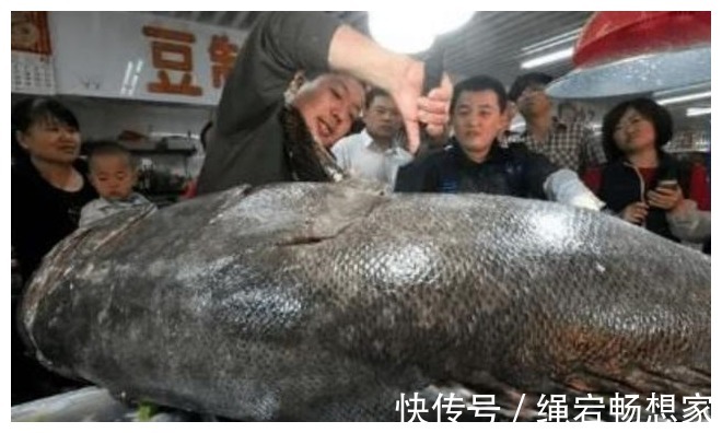 鱼贩|请停止食用这4种鱼，可能含有甲醛和重金属，鱼贩别扩散了