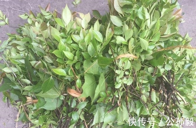 美味|农村这种植物，含有天然的黑色素，可将米饭染成黑色，果实很美味