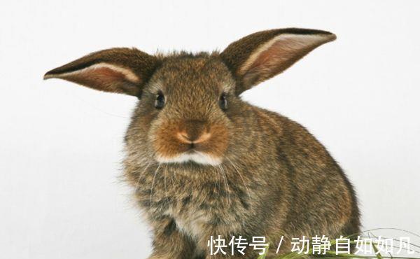 属相兔|63年的“大金兔”注意了，2021年有望一夜暴富，家里有兔的速看