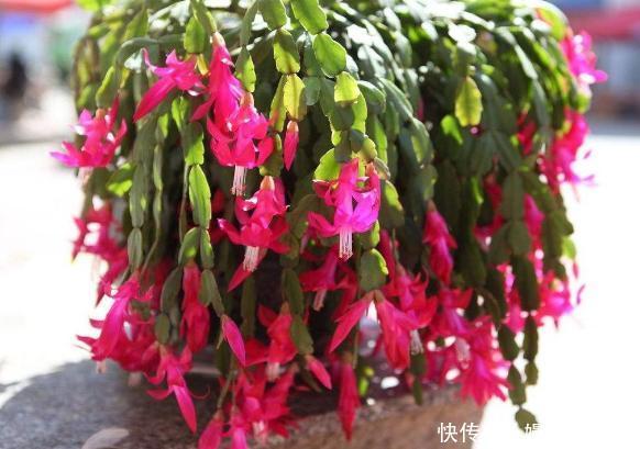 厕所|家里养这10样植物,摆放位置得讲究点,不然一盆都留不住