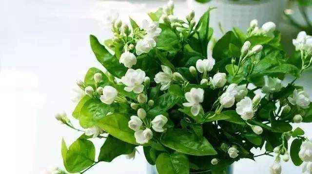 花都是被浇死的,这里是常见花卉的浇水技巧,爱养花的接好了