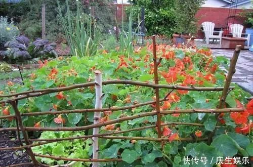 几种可以食用和观赏的草本花卉,新手也能养得很好