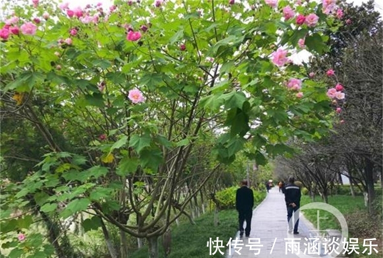 芙蓉花|早晚开花颜色不同！木芙蓉迎来盛花期