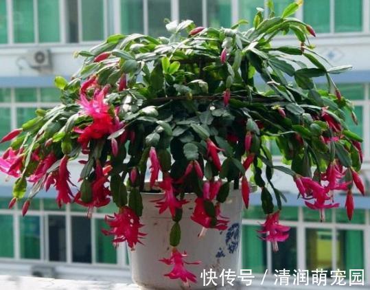 花友们|养殖蟹爪兰,做好4点,冬日开花叶子比花多