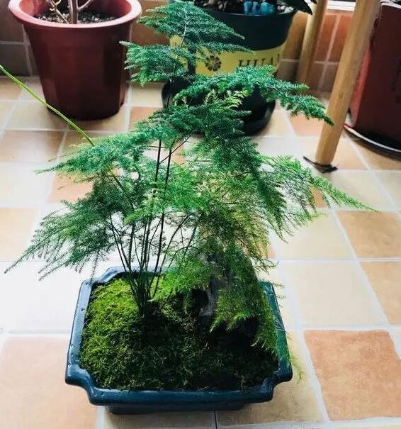 文竹烂根还能救活吗教你3个挽救小妙招，让文竹“起死回生”