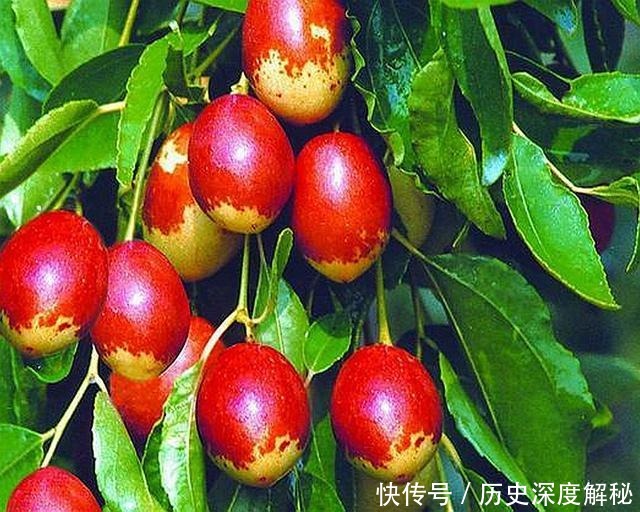 《射雕英雄传》中裘千尺只靠枣树活了十多年,这也太扯了吧?