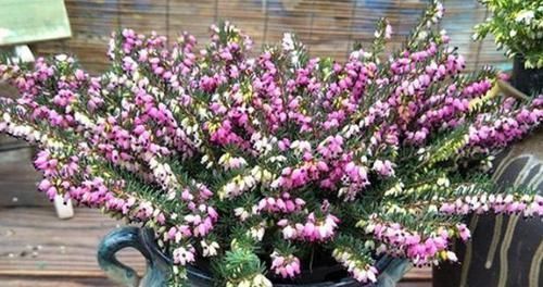 4种花很耐养,沾土就能活,添绿意清空气,格调品味高!