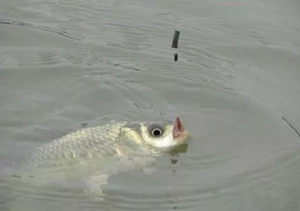 冬钓|冬钓鲫鱼新方法,用了这样一大绝招,上鱼速度就是过瘾