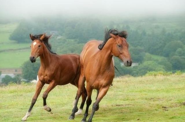 养马|一匹马引起的惨剧:从明代的马政角度,来窥探大明王朝的亡国之路